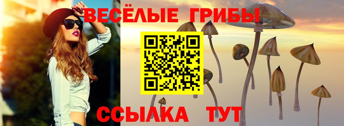 Галлюциногенные грибы Psilocybe Пушкино